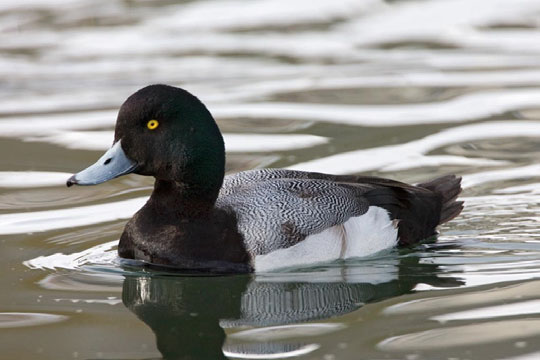 Topper mannetje drijft op het water