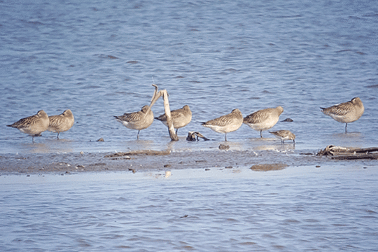 Rosse grutto's, excursie Marker Wadden Fogol