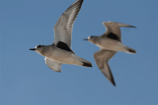 zilverplevieren, excursie Marker Wadden Fogol