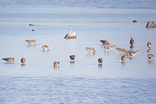 watersnippen, excursie Marker Wadden Fogol