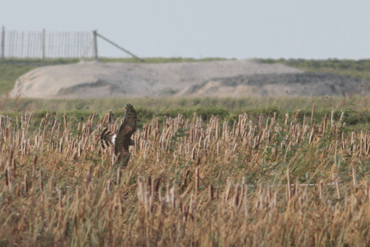 blauwe kiekendief, excursie Fogol Marker Wadden