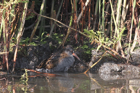 waterral, excursie Marker Wadden Fogol