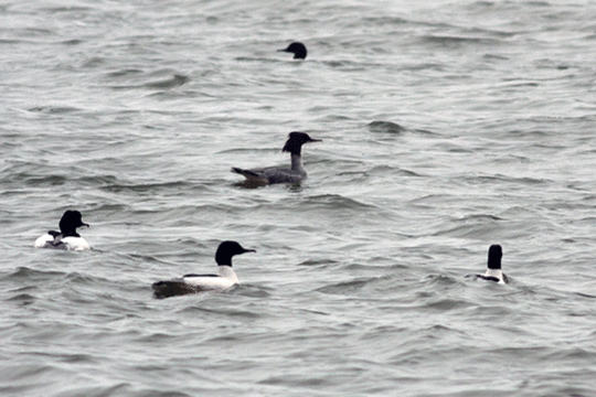 grote zaagbek, excursie Marker Wadden Fogol