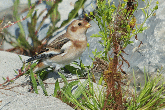 sneeuwgors, excursie Marker Wadden Fogol