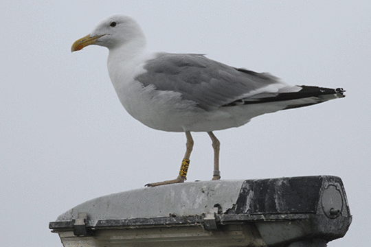 Pontische meeuw, excursie Fogol Marker Wadden