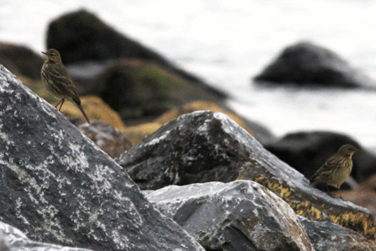 oeverpiepers, excursie Marker Wadden Fogol