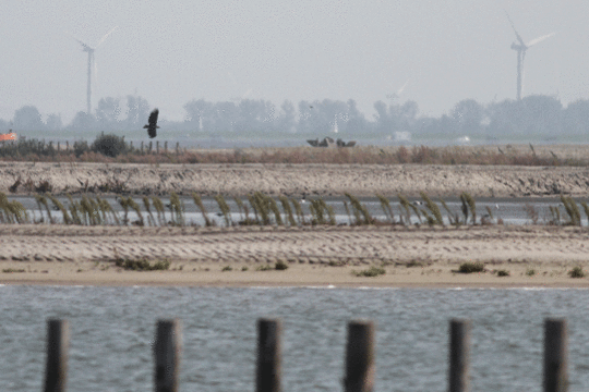 zeearend, excursie Marker Wadden Fogol