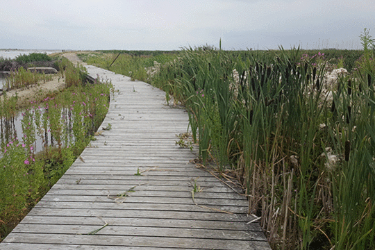 Boardwalk, excursie Marker Wadden Fogol