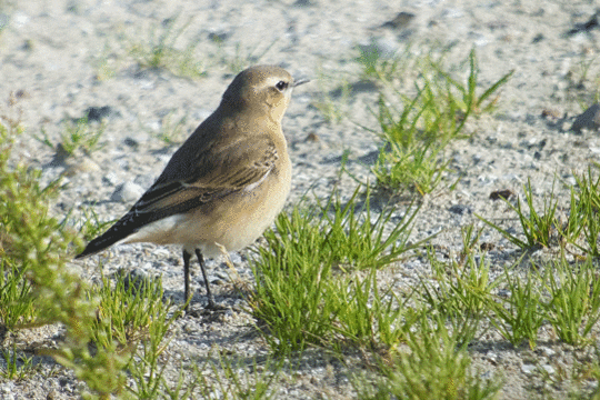 Tapuit, excursie Marker Wadden Fogol