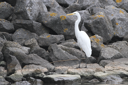 grote zilverreiger, excursie Marker Wadden Fogol