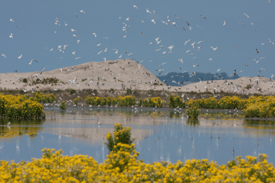 Kolonie visdief en kokmeeuw, excursie Marker Wadden Fogol