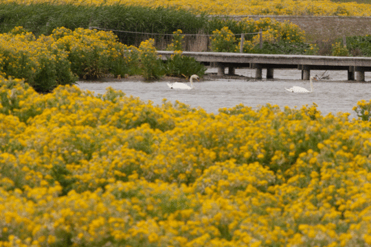 knobbelzwanen en moerasandijvie, excursie Marker Wadden Fogol