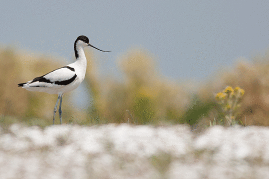 kluut, excursie Fogol Marker Wadden