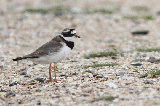 bontbekplevier, excursie Fogol Marker Wadden