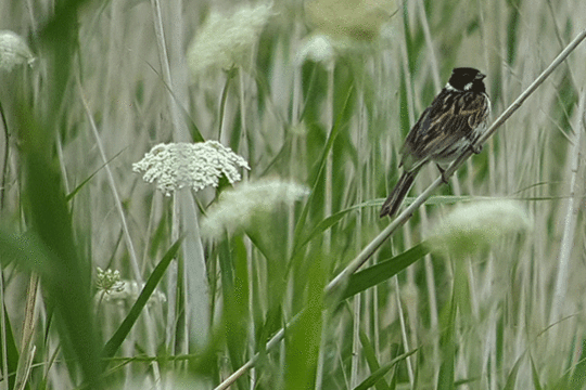 rietgors, excursie Marker Wadden Fogol