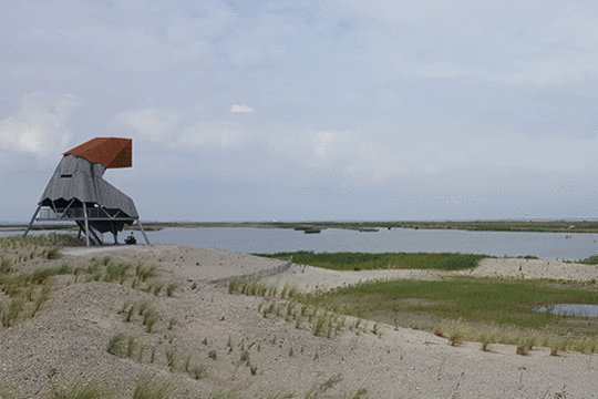 kijkhut steltloper, excursie Marker Wadden Fogol