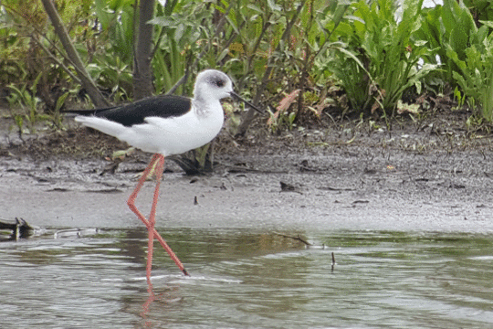 steltkluut, excursie Fogol Marker Wadden