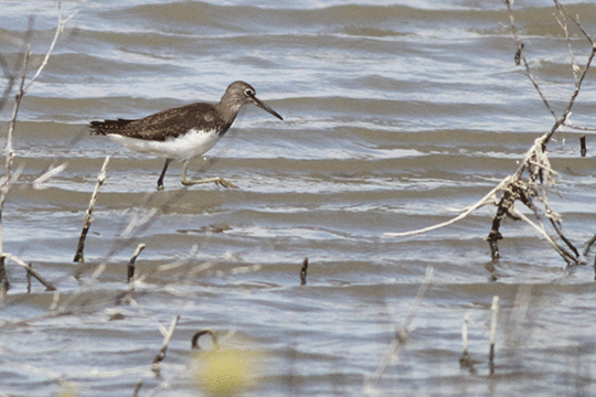 witgat, excursie Marker Wadden Fogol