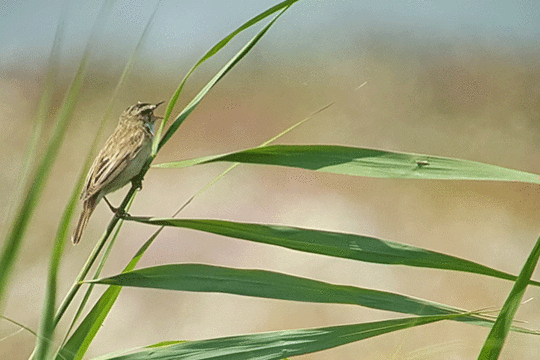 Rietzanger, excursie Marker Wadden Fogol