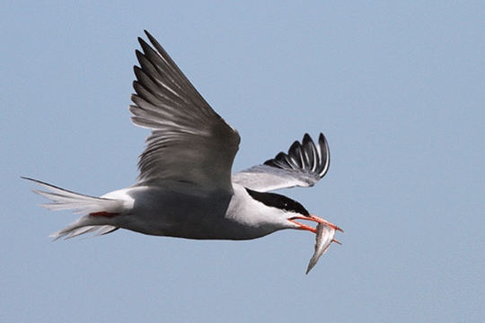 Visdief, excursie Marker Wadden Fogol