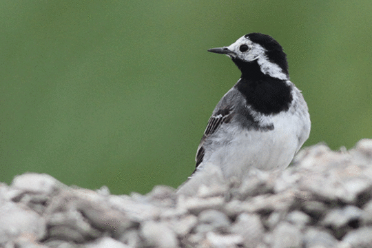 witte kwikstaart, excursie Fogol Marker Wadden