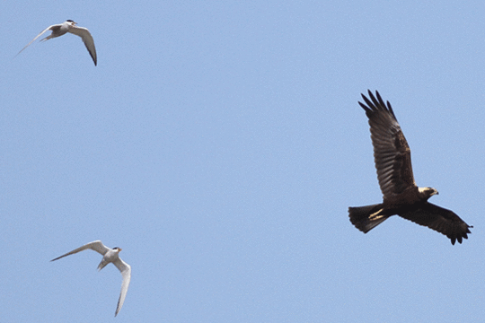 bruine kiekendief, excursie Marker Wadden Fogol