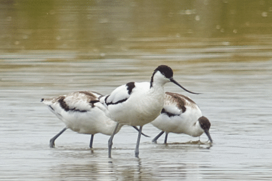 familie kluut, excursie Fogol Marker Wadden