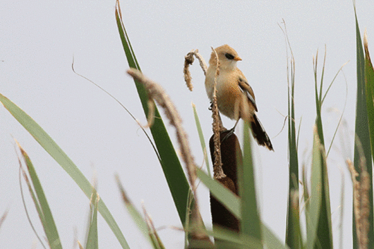 baardman, excursie Marker Wadden Fogol