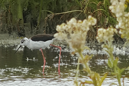 steltkluut, excursie Marker Wadden Fogol