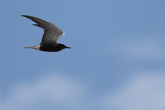 Zwarte stern, excursie Fogol Marker Wadden