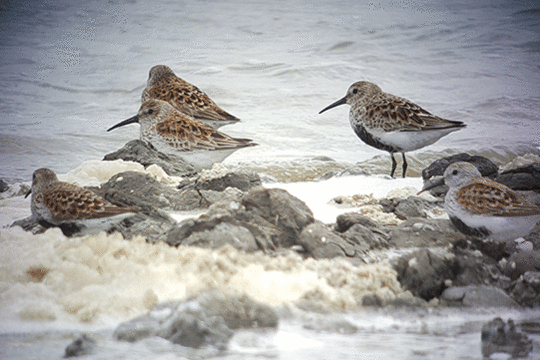 Bonte strandlopers