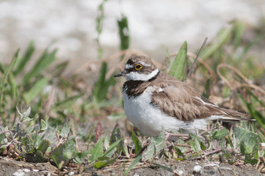 kleine plevier, excursie Marker Wadden Fogol