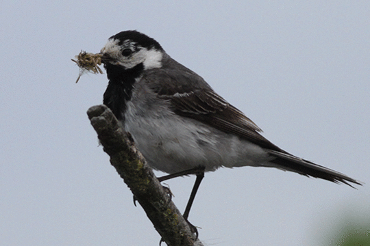 witte kwikstaart, excursie Marker Wadden Fogol