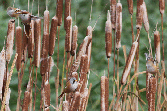 baardman, excursie Marker Wadden Fogol