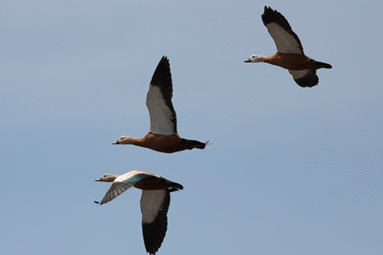 casarca's, excursie Marker Wadden Fogol