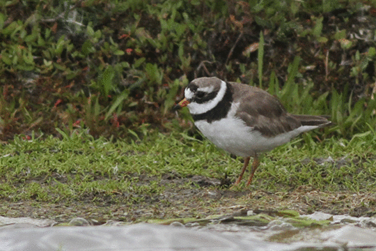 bontbekplevier, excursie Marker Wadden Fogol