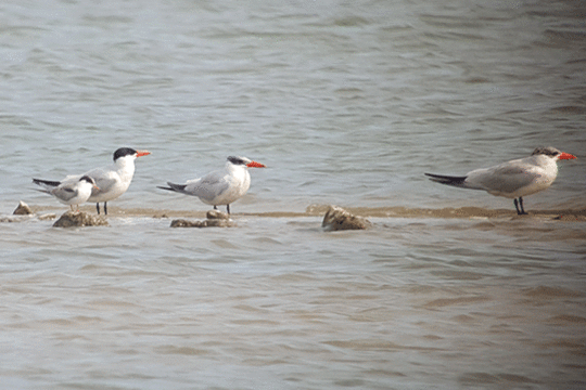 Reuzenstern, excursie Marker Wadden Fogol