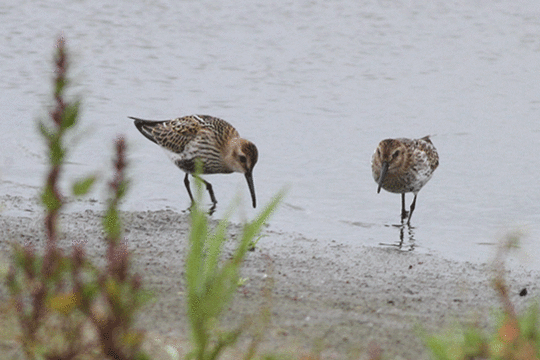 bonte strandloper, excursie Marker Wadden Fogol