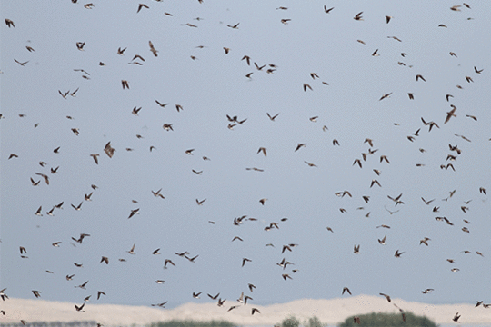 oeverzwaluwen, excursie Fogol Marker Wadden