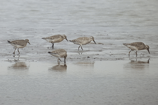 kanoeten, excursie Marker Wadden Fogol