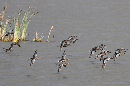 slobeenden, excursie Marker Wadden Fogol