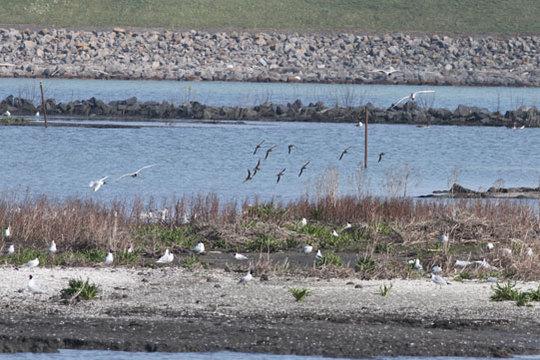 Het proefeiland Ierst