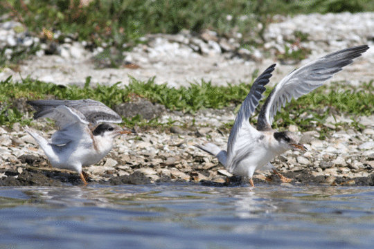 visdieven, excursie Marker Wadden Fogol