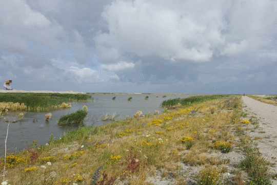 Landschap, excursie Marker Wadden Fogol