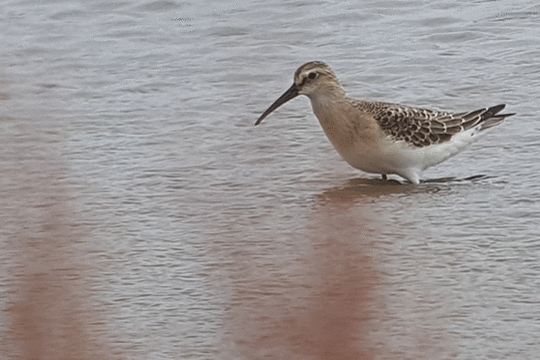 Krombekstrandlopers, excursie Fogol Marker Wadden