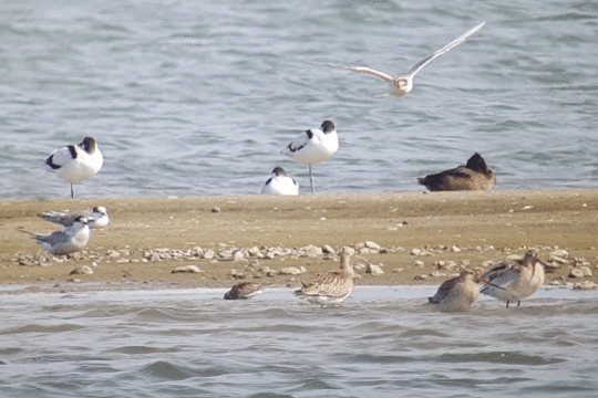 excursie Marker Wadden Fogol