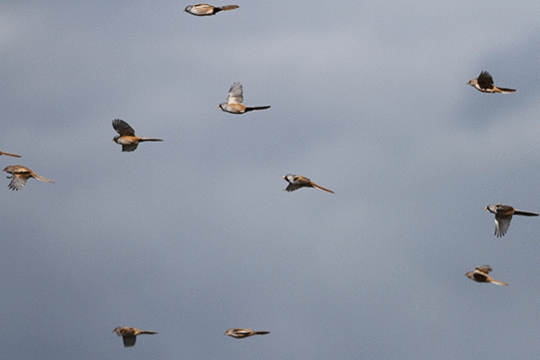 Baardman, excursie Marker Wadden Fogol