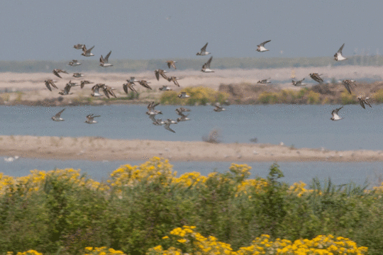 bontbekplevieren, excursie Marker Wadden Fogol