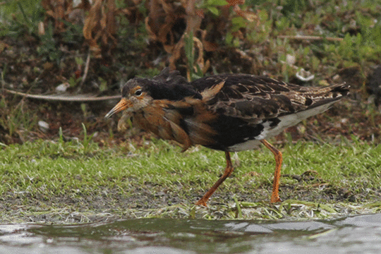 kemphaan, excursie Marker Wadden Fogol