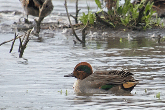 wintertaling, excursie Fogol Marker Wadden